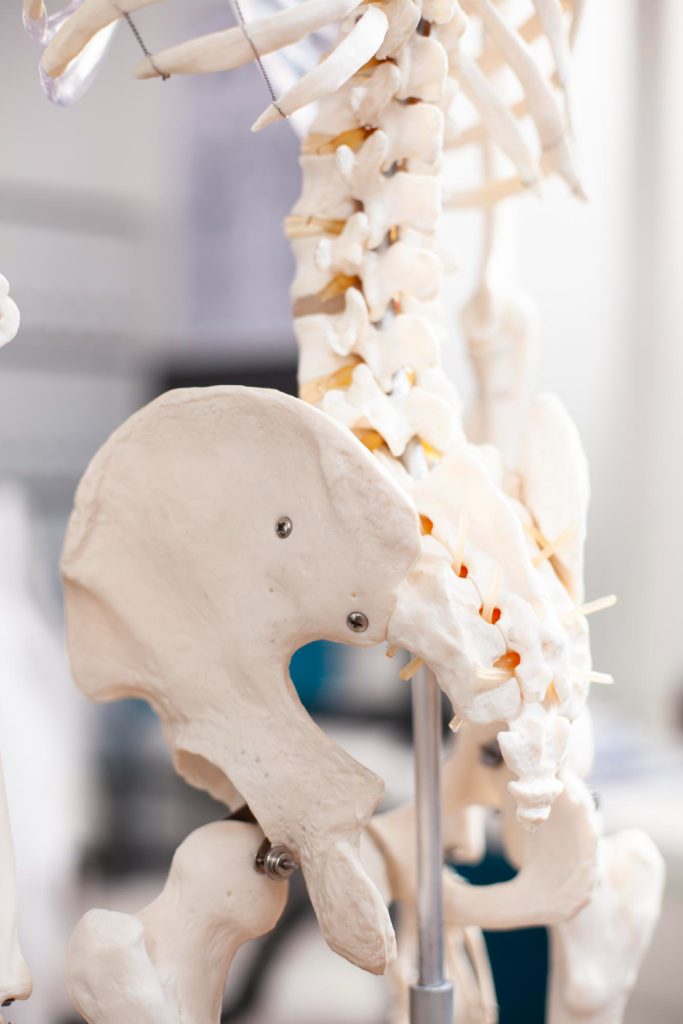 Chiropractic office spine sculpture used to visually teach patients about spinal health.