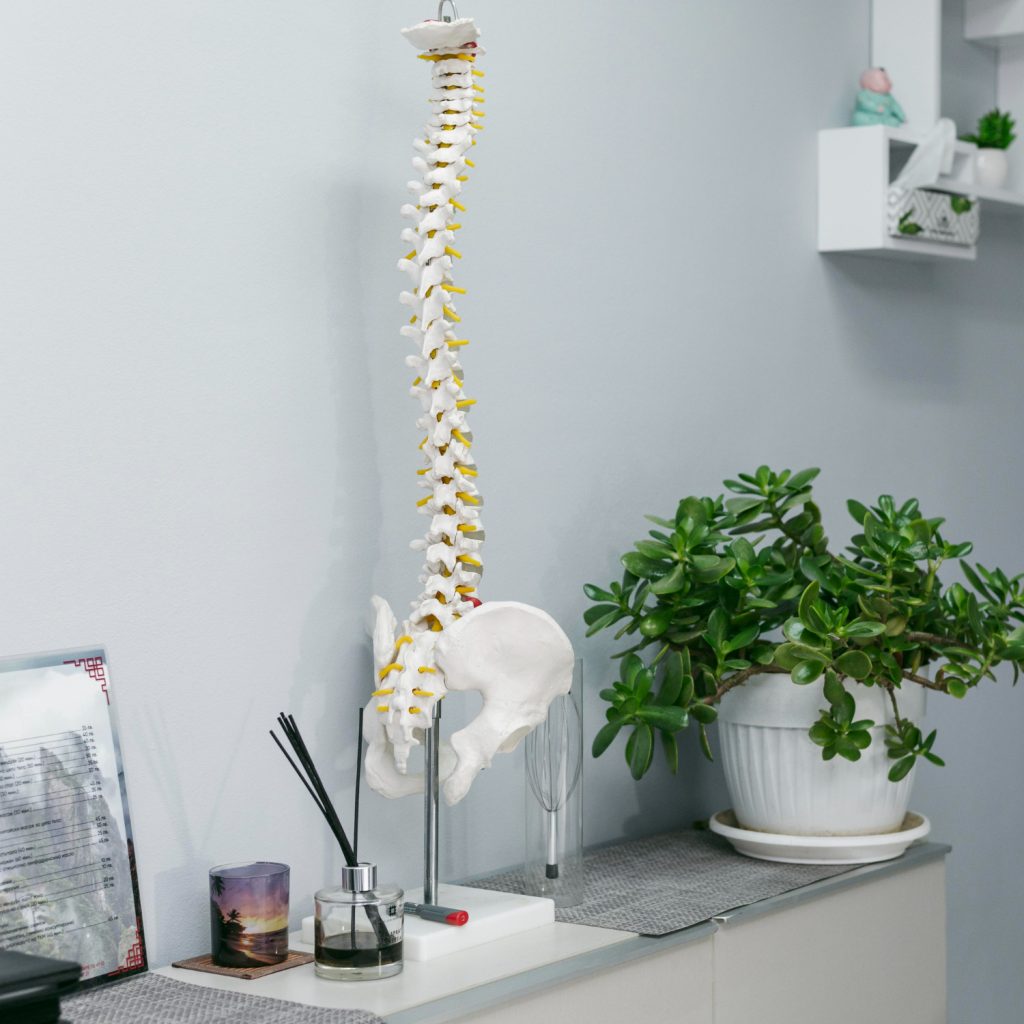 Decorative spinal anatomy sculpture on a table in a chiropractic clinic for patient learning.